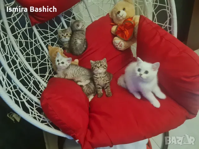 Британски късокосмести , снимка 9 - Британска късокосместа - 55661134