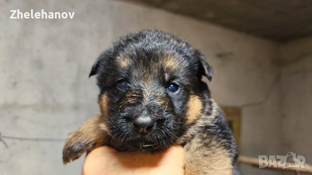 Немска Овчарка от Развъдник "Von Zhelehanov", снимка 11 - Немска овчарка - 52180692