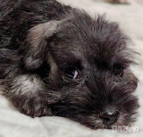 Кученца миниатюрен шнауцер с черен пипер и сол, снимка 7 - Други - 52346051