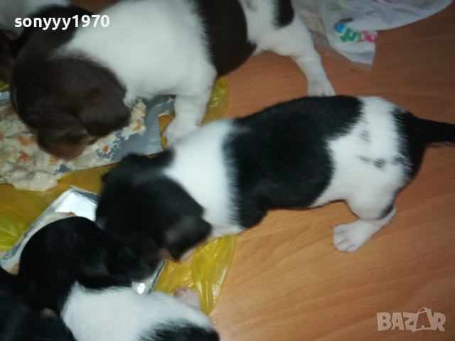 JACK RUSSELL-БЕБЕТА ДЖАК РЪСЕЛ 1609250639, снимка 15 - Джак ръсел териер - 51727864