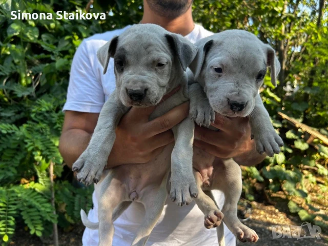 Дого аржентино, снимка 1