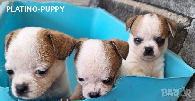 Мини чихуахиа, снимка 4 - Чихуахуа - 54315444