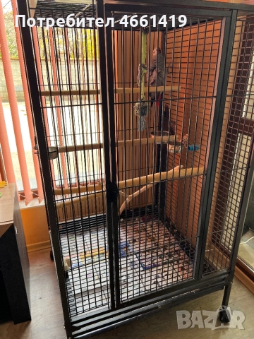 Кралско Жако , снимка 4 - Папагали - 52547448