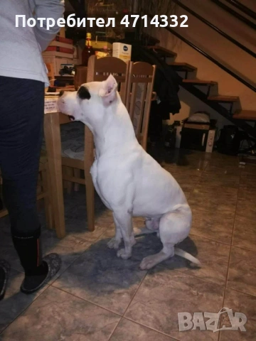 Продавам мъжки и женски кученца, снимка 2 - Дого аржентино - 53163193