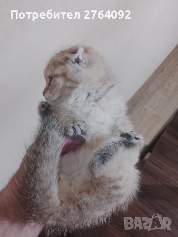 продавам шотландски клепоухи котета, снимка 2 - Чинчили - 53878883