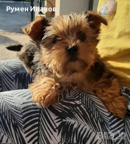 Съкровища мерлета, снимка 1