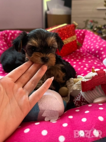 Мини йорки , снимка 6 - Йоркширски териер - 52832440