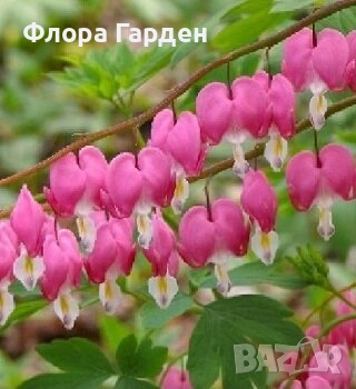 МНОГОГОДИШНИ ЦВЕТЯ - Коренища/ПРЕДВАРИТЕЛНИ поръчки, снимка 6 - Градински цветя и растения - 53138637