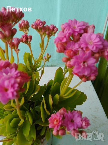 цъфтящи цветя 