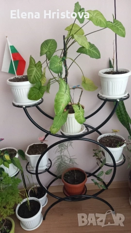 красив цветарник