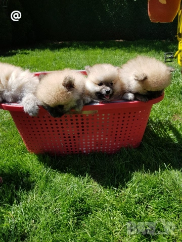 Померан померанчета Гр. София , снимка 2 - Померан - 54318919