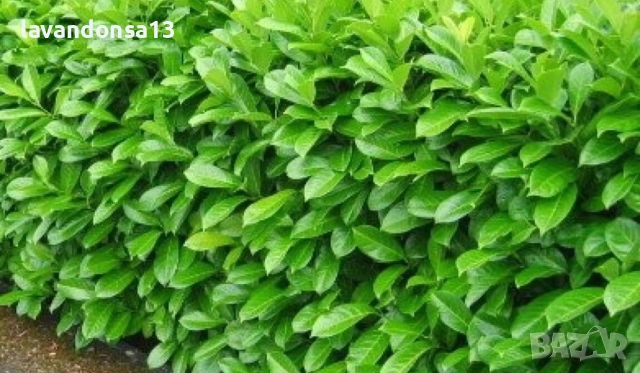 Лавровишна – Вечнозелен Храст за Жив Плет | В Контейнери, снимка 5 - Градински цветя и растения - 42641155