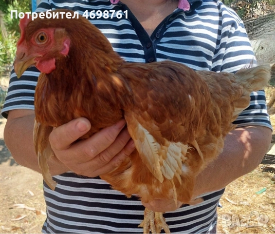 продавам петли и кокошки, снимка 3 - Кокошки и пуйки - 52968488