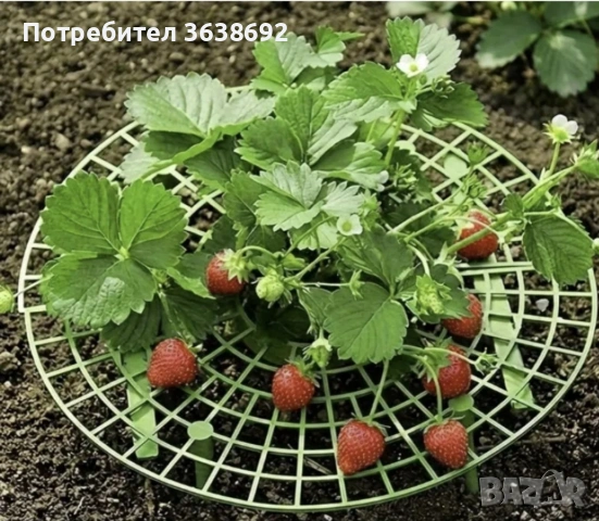 Стойка за ягоди против гниене, снимка 2 - Други - 54364153