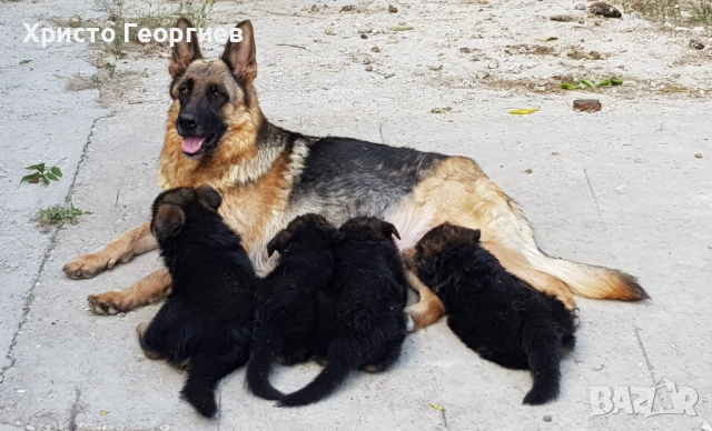 Развъдник”Georgiev Nouse”продава малки чистокръвни немски овчарки женски, снимка 12 - Немска овчарка - 51432181