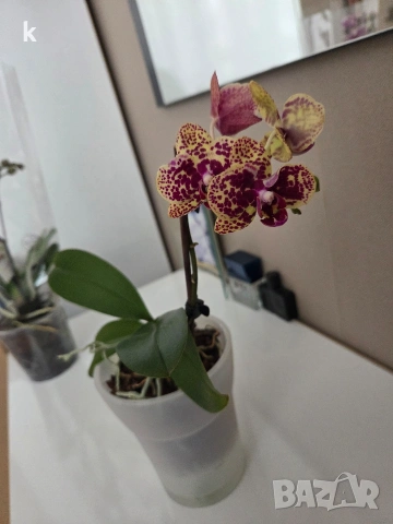 phalaenopsis в самополивна саксия 