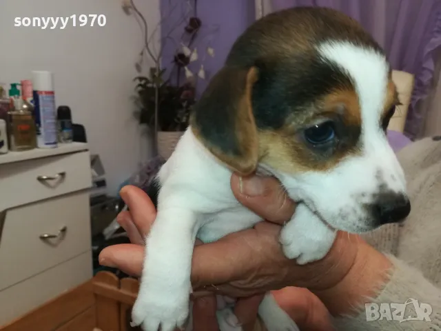 джакове-малки кученца 250лв за брой-джак ръсел 2601250935, снимка 13 - Джак ръсел териер - 48831059