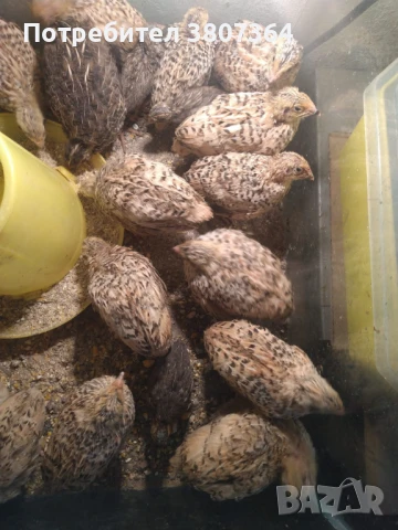 Продавам пътпъдъци на различна възраст , снимка 9 - Кокошки и пуйки - 51026187