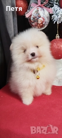 продавам померанчета, снимка 3 - Померан - 52908550