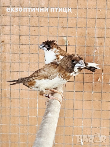 Двойка Японски Амадини , снимка 4 - Амадини - 54139014