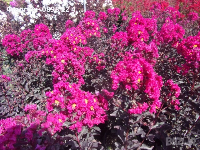 Индийски люляк Lagerstroemia indica Black Diamond Crimson red, снимка 5 - Разсади - 51236511