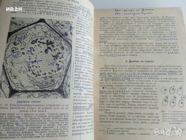 Анатомия на растенията - К.Попов,Р.Попова - 1964г. , снимка 3 - Специализирана литература - 42235322