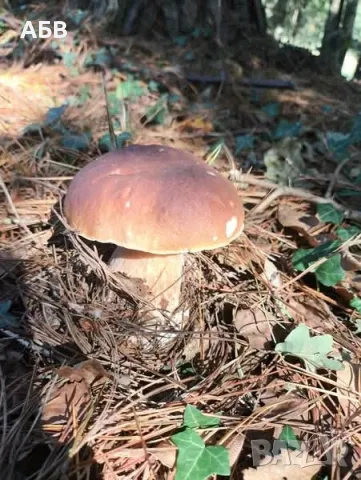 Прясна и суха борова манатарка, пачи крак!, снимка 9 - Домашни продукти - 27684634