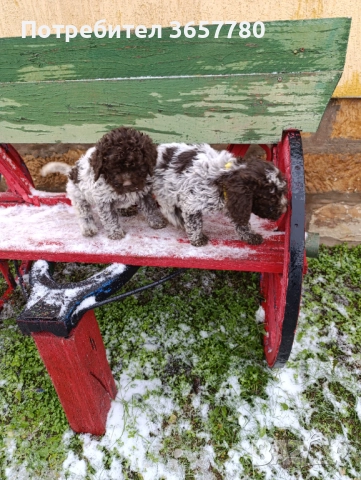 Логото романоел