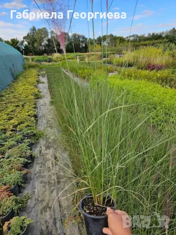 Мюленбергия , снимка 3 - Градински цветя и растения - 47479923