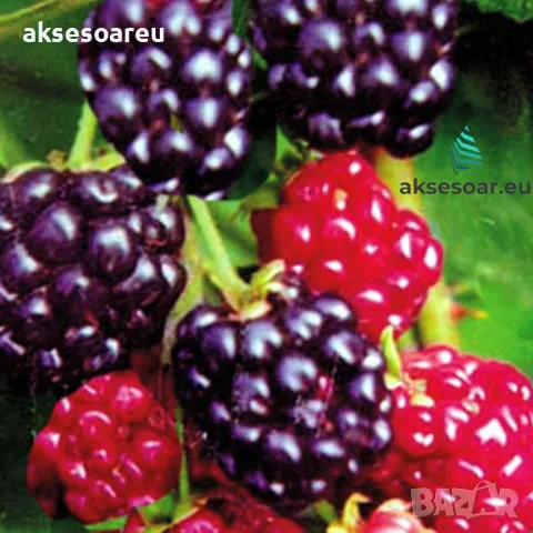 100 бр Висококачествени нови органични плодови семена от хранителна Къпина къпини антиоксидант, снимка 11 - Сортови семена и луковици - 49258835