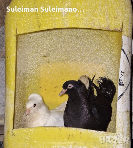 Двойка паламарски на глас 80 лв двойката