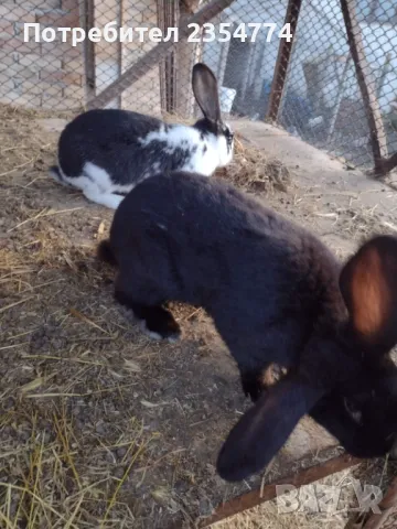 заици, снимка 3 - Други - 48870290