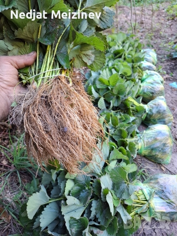 Ягоди сорт Флоренция, снимка 3 - Разсади - 52894110