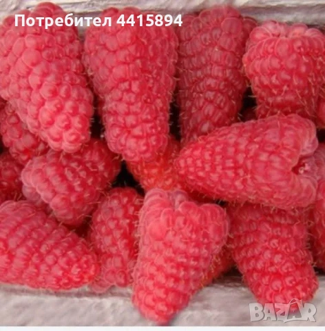 Разсад ягоди и малини , снимка 3 - Разсади - 53893507