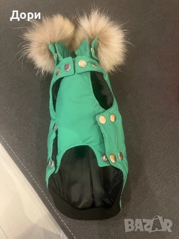 Кучешко якенце, снимка 4 - Пинчер - 52562007