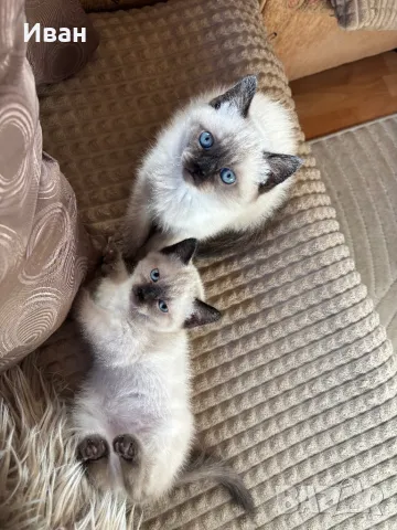 малки породисти котенца, снимка 1