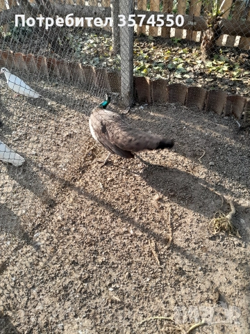 Продавам  женски пауни, снимка 5 - други­ - 52824375