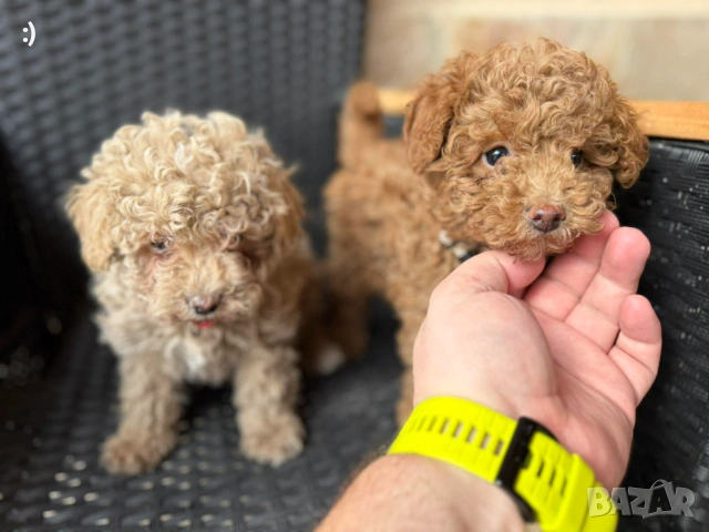 Мини Пудели  Актуално от 22.3.202, снимка 2 - Пудели - 53719295