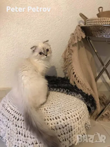 Шотлански котета, снимка 9 - Други - 56529363