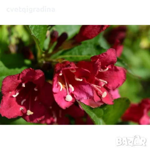 Weigela 'Red Prince'  вейгела, снимка 2 - Градински цветя и растения - 49085594
