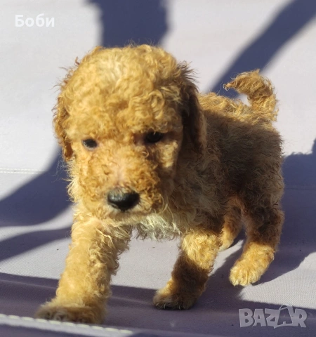 пудел / мини пудел, снимка 6 - Пудели - 54104820