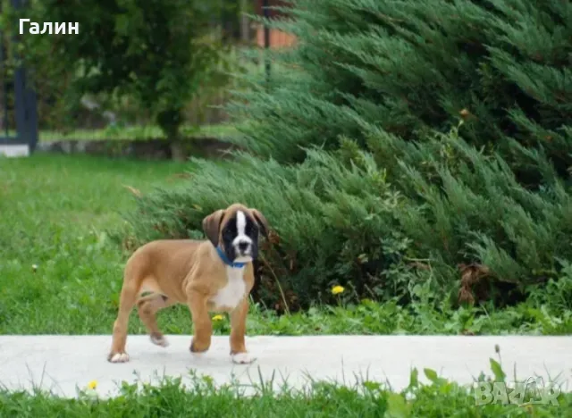 Немски боксер , снимка 2 - Боксер - 47460863