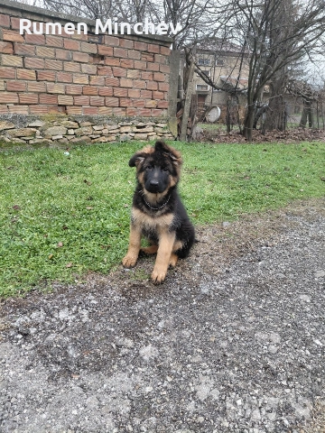 Немски Овчарки, снимка 2 - Немска овчарка - 53280678