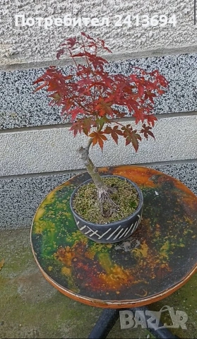 бонсай японски клен bonsai Acer palmatum , снимка 10 - Градински цветя и растения - 54180116