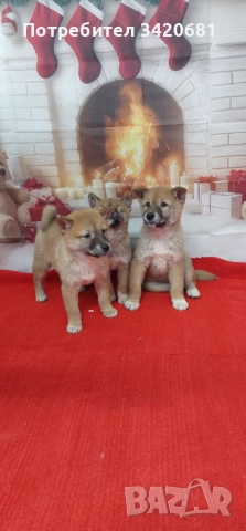 Шиба Ину  Shiba inu , снимка 3 - Шиба ину - 52341529