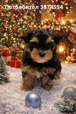 Йоркширски териер момиче