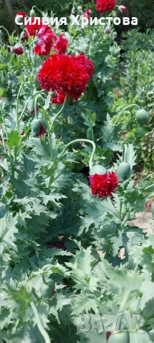 Продавам разсад червен божуровиден Мак 