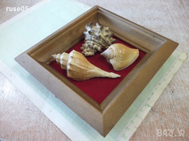 Раковини в дървена рамка - 3, снимка 4 - Други ценни предмети - 35626464