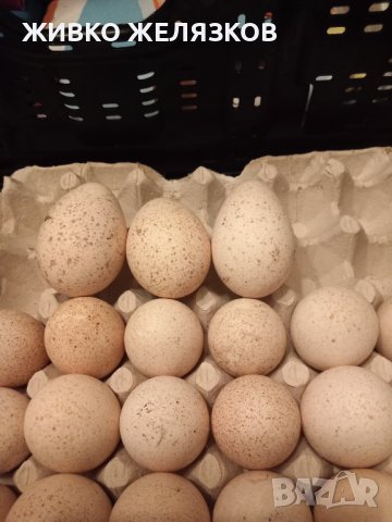 ПРОДАВАМ РАЗПЛОДНИ ОПЛОДЕНИ ПУЕШКИ ЯЙЦА, снимка 12 - Кокошки и пуйки - 40087456