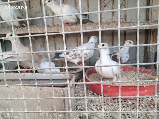 Млади гугутки 4 броя